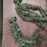 آکواریوم|ماهی|اردکان, |دیوار