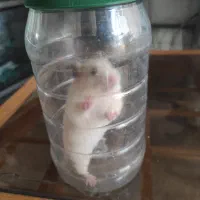 همستر|موش و خرگوش|سنندج, |دیوار