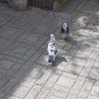 یک جفت کبوتر