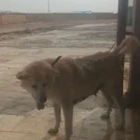سگ اکیتا