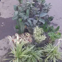 انواع گل آپارتمانی فقط ۱۰۰تومن