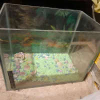 اکواریوم ماهی