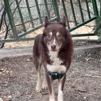 هاسکی اشپیتز نر۲ ساله واگذاری به خانواده حیواندوست