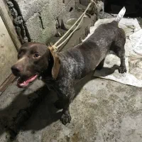 سگ توله شکاری|سگ|لاهیجان, طالقانی|دیوار