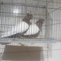 کفتر