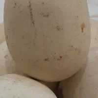 سنگ الماس یا آسیاب|کلکسیون اشیاء عتیقه|مشهد, توس (بلوار توس)|دیوار