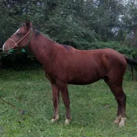 اسب کره 2سال آرام