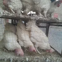 مرغ سفید کشتنی|پرنده|اصفهان, فردوان|دیوار