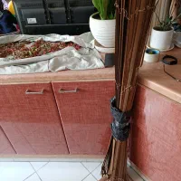 دوتا نمیدونم سالمه یا نه