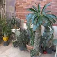 فروش کاکتوس و ساکولنت|گل و گیاه طبیعی|گرمدره, |دیوار