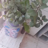 گل قاشقی