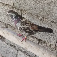دو عدد کفتر خوب