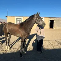 نریان ترکمن دارای برگه کشش