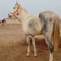 مادیان ترکمن