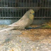 مرغ عشق انگلیسی|پرنده|اسلامشهر, مطهری|دیوار