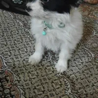 سگ پاکوتاه دوماهه