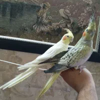 عروس هلندی ماده مست  فول رام