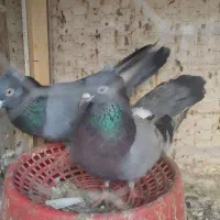 سبز کاکلی|پرنده|اهواز, شهرک پیام|دیوار