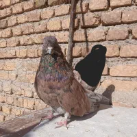 سرور نر