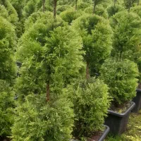 لافسون جعبه چهل پیچ و طبقه