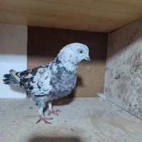 کبوتر طوقی و پرشی|پرنده|آمل, |دیوار