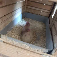 فروش عروس هلندی و..|پرنده|کازرون, |دیوار