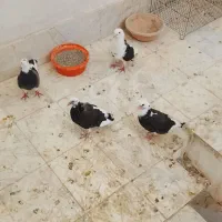 کفتر|پرنده|خوانسار, |دیوار