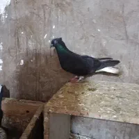 کبوتر دم سفید