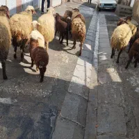 گوسفند و بره