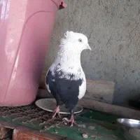 کبوتر سینه دمسیاه|پرنده|لالجین, |دیوار