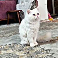 گربه پرشین