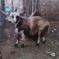 قوچ جوان شیره دار