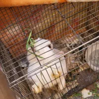 خرگوش|موش و خرگوش|خمینی‌شهر, |دیوار