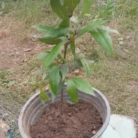 برگ‌بو