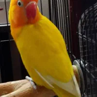 طوطی برزیلی اوپال یا فیشر