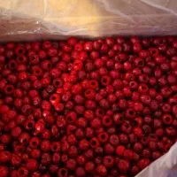 آلبالو منجمد