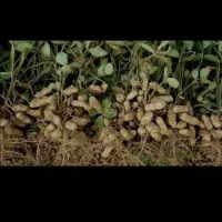 سرکار گرهستم دنبال کار در مزرعه بادام زمینی هستم|خدمات باغبانی و درختکاری|پارسآباد, |دیوار