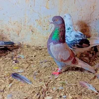 کفتر پرشی|پرنده|سرخنکلاته, |دیوار