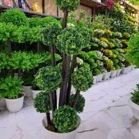 درختچه جاودان