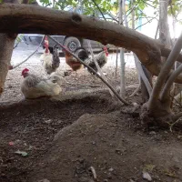 خروس کمتر از یک سال
