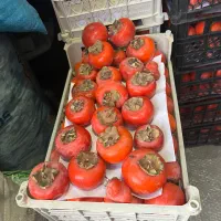 خرمالو درجه یک خوشمزه کرج عسل