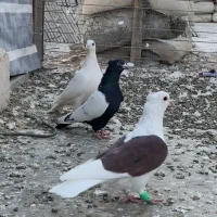 سه تا غریبگیری نر