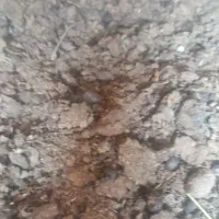 رایگان پیین گوسفند خشک و تر رایگان