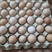 تخم مرغ تازه بومی