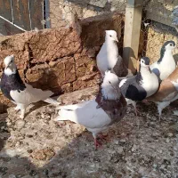 9عدد گفتی رنگی|پرنده|داورزن, |دیوار