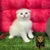 خوشگلای دست آموز|گربه|تهران, کامرانیه|دیوار