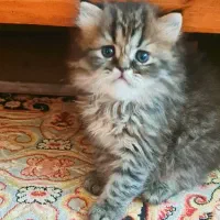 گربه پرشین کلاسیک اصیل
