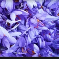 نیرو برای جمع کردن و تمیز کردن گل زعفران