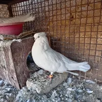 سفیدتهرانی