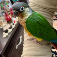 طوطی گرینچیک رام و شیطون